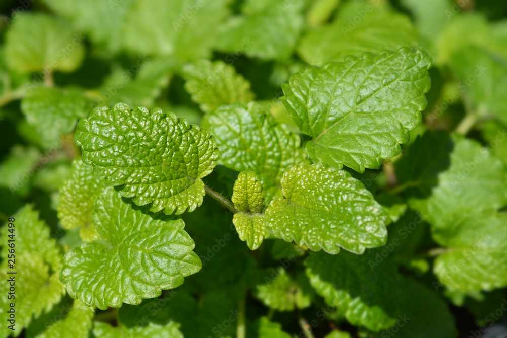 Lemon balm Lemon balm