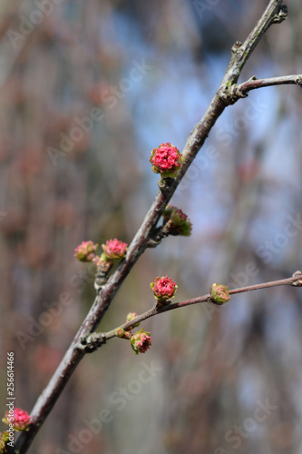 Rose of China