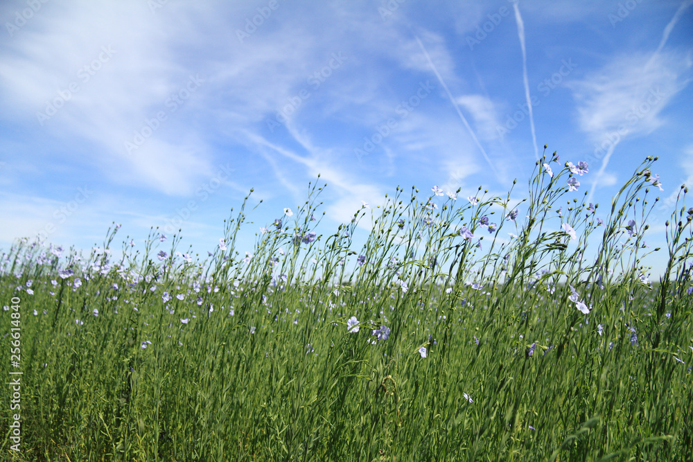 Blue flax flowers in the field against the sky with clouds. summer rural landscape Blue flax flowers in the field against the sky with clouds. summer rural landscape