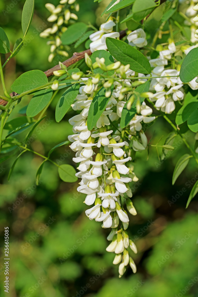 Blühende Robinie, Robinia pseudoacacia Blühende Robinie, Robinia pseudoacacia