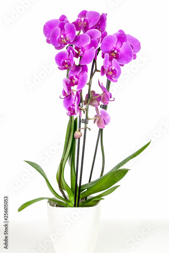 Violet orchid in flowerpot