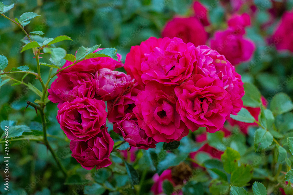 Hübsche Blumen Hübsche Blumen