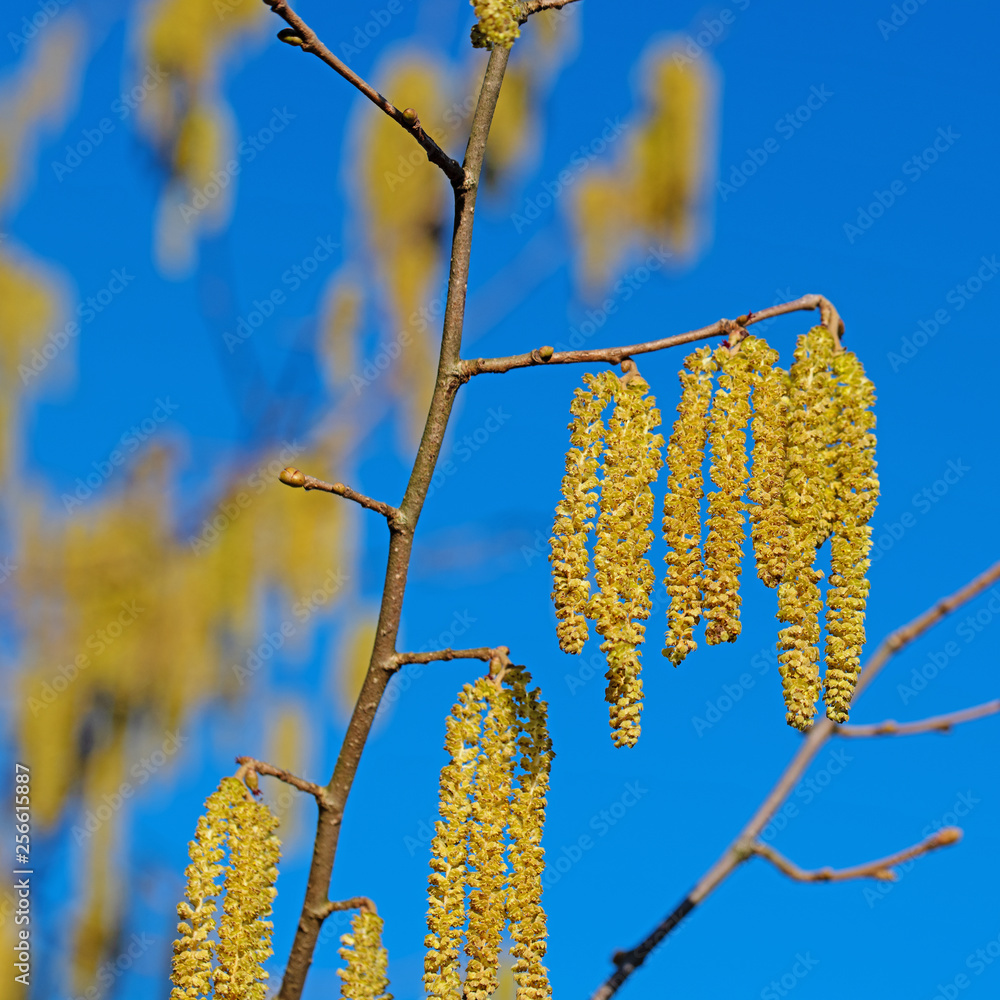 Naklejka premium Blühende Haselnuss, Corylus avellana