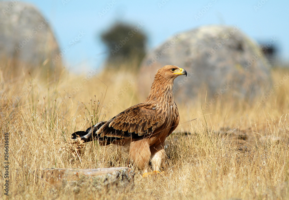 Aguila imperial en los campos de España.Avila Aguila imperial en los campos de España.Avila