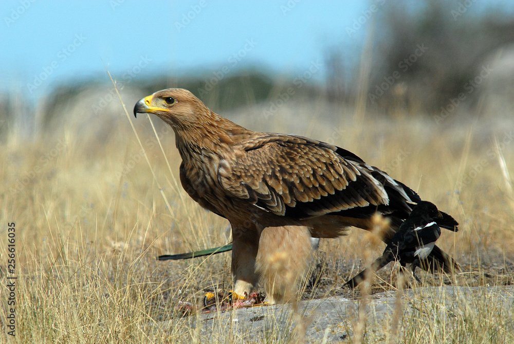 Aguila imperial en los campos de España.Avila Aguila imperial en los campos de España.Avila