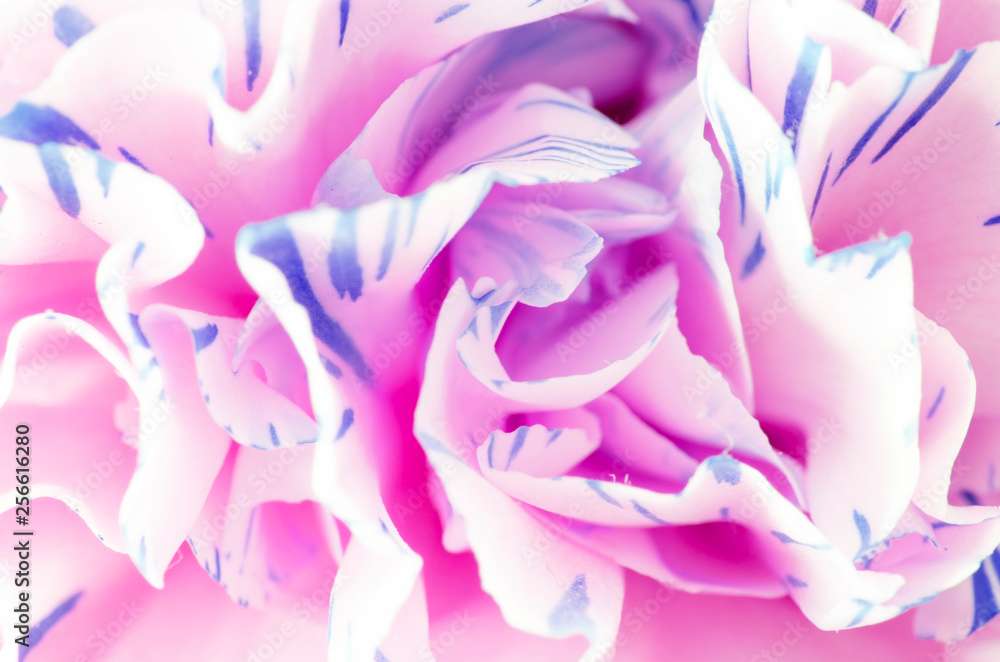 Close photograph of a carnation flower. Macro photography. Art stylization