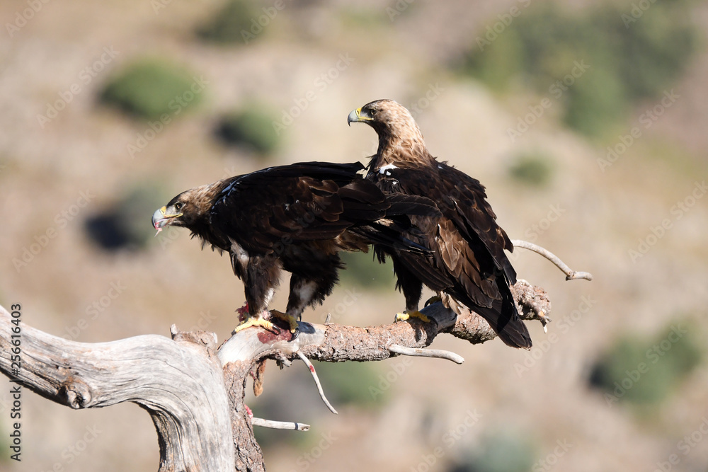 Fototapeta premium Aguila imperial en los campos de España.Avila