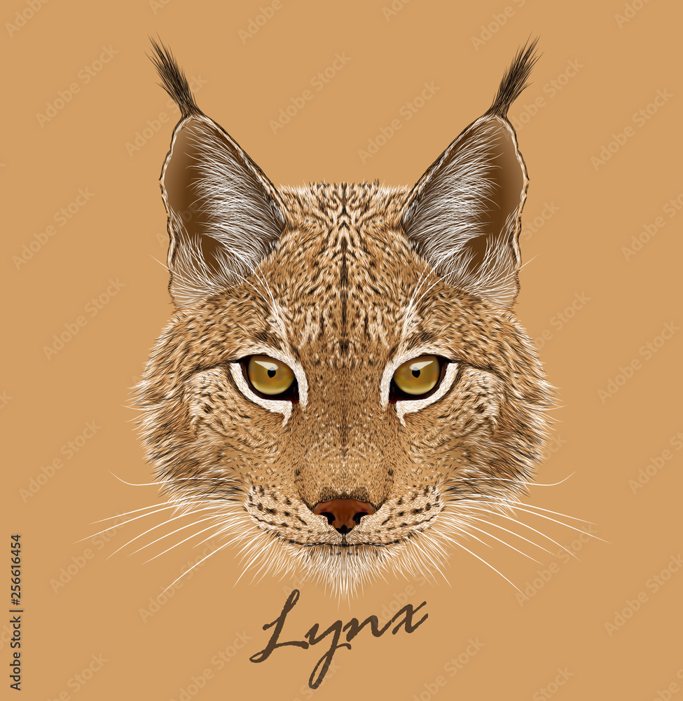 Lynx animal face. Vector Eurasian lynx cat head portrait. Realistic fur  portrait of wild bobcat medium-sized cat isolated on beige background.  Stock Vector | Adobe Stock