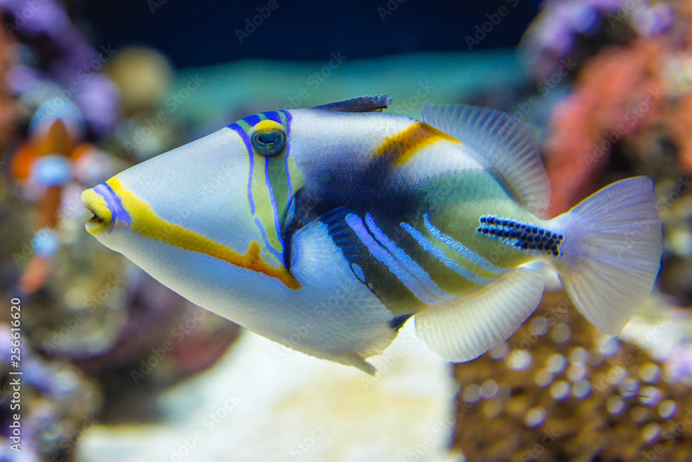 Wunschmotiv: Triggerfish in aquarium #256616620