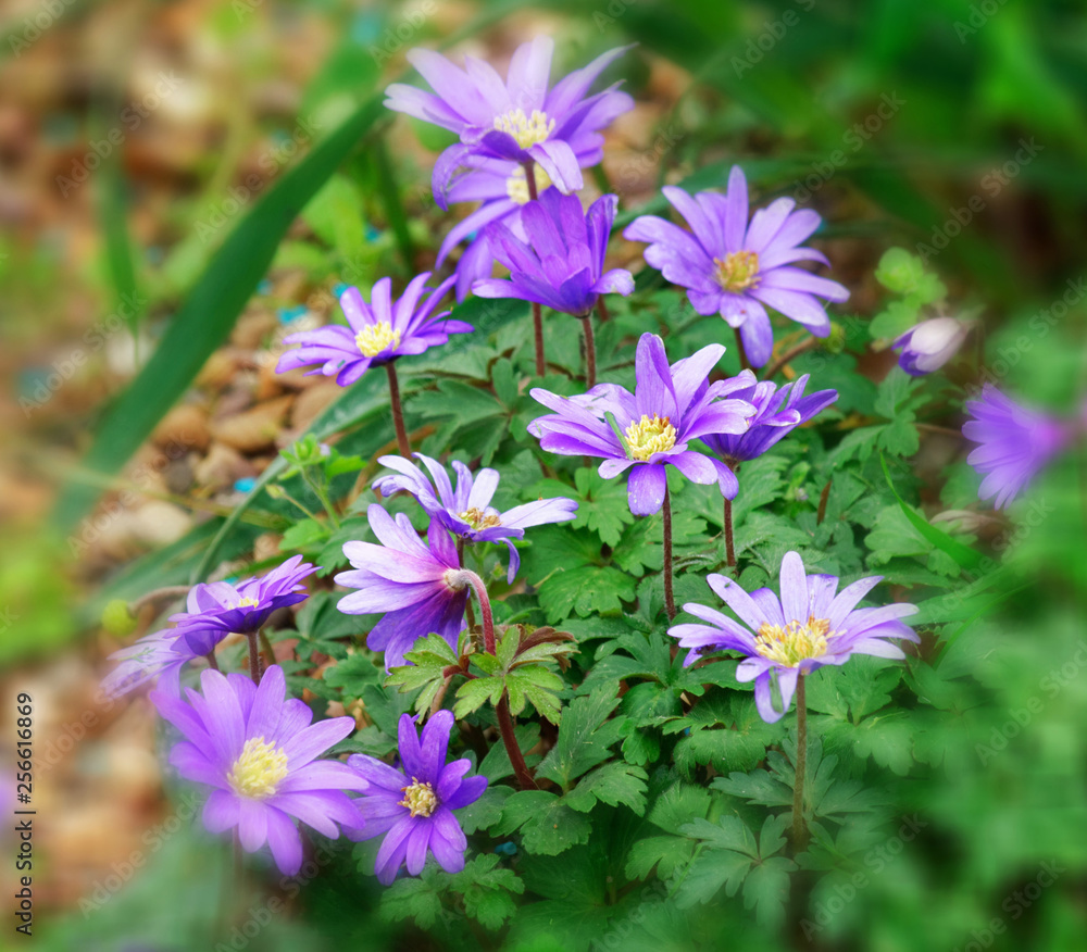 Spring Anemone.