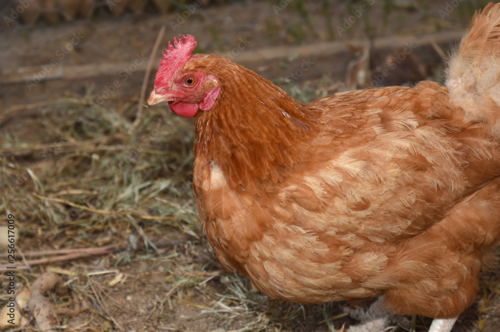 hen hen