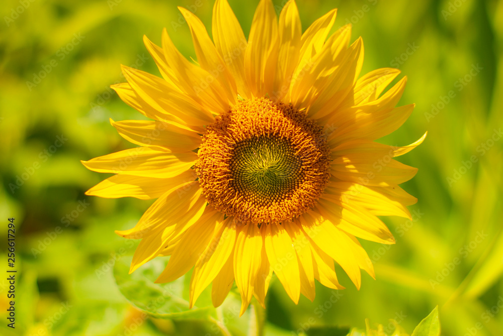 Field of sunflowers . Close up of sunflower against a field in Europe Field of sunflowers . Close up of sunflower against a field in Europe
