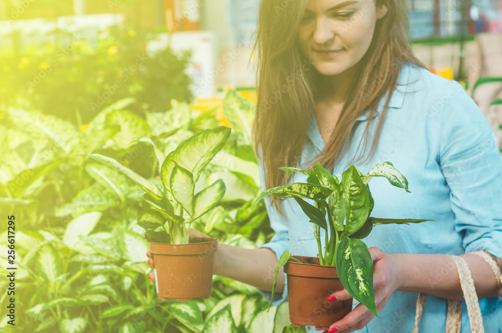 Beautiful girl customer chooses ficus plants in the retail store. Gardening In Greenhouse. Beautiful girl customer chooses ficus plants in the retail store. Gardening In Greenhouse.