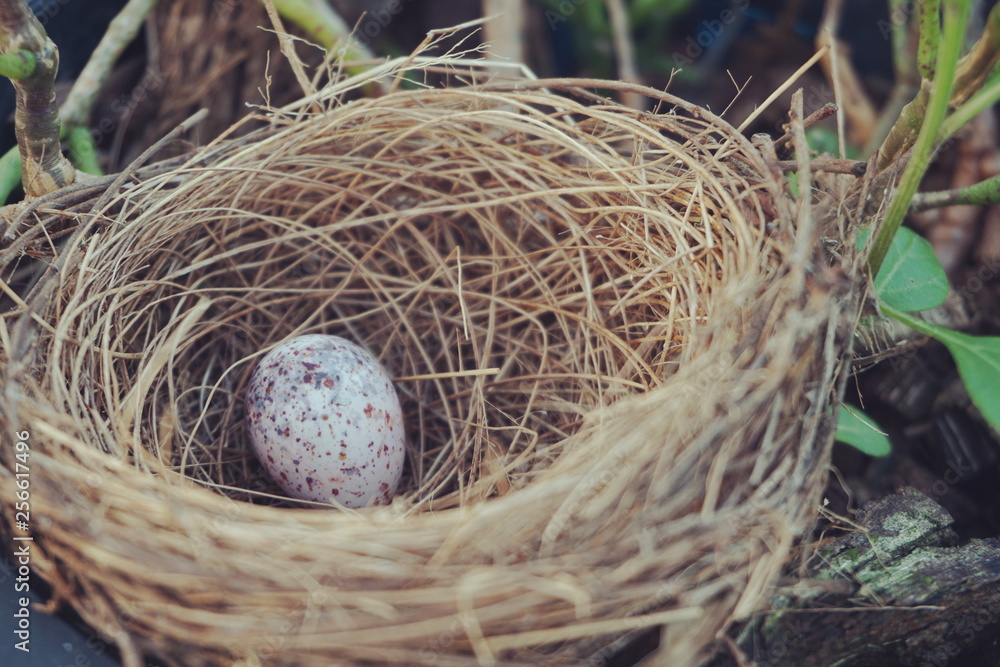 bird s nest with egg in the garden bird s nest with egg in the garden