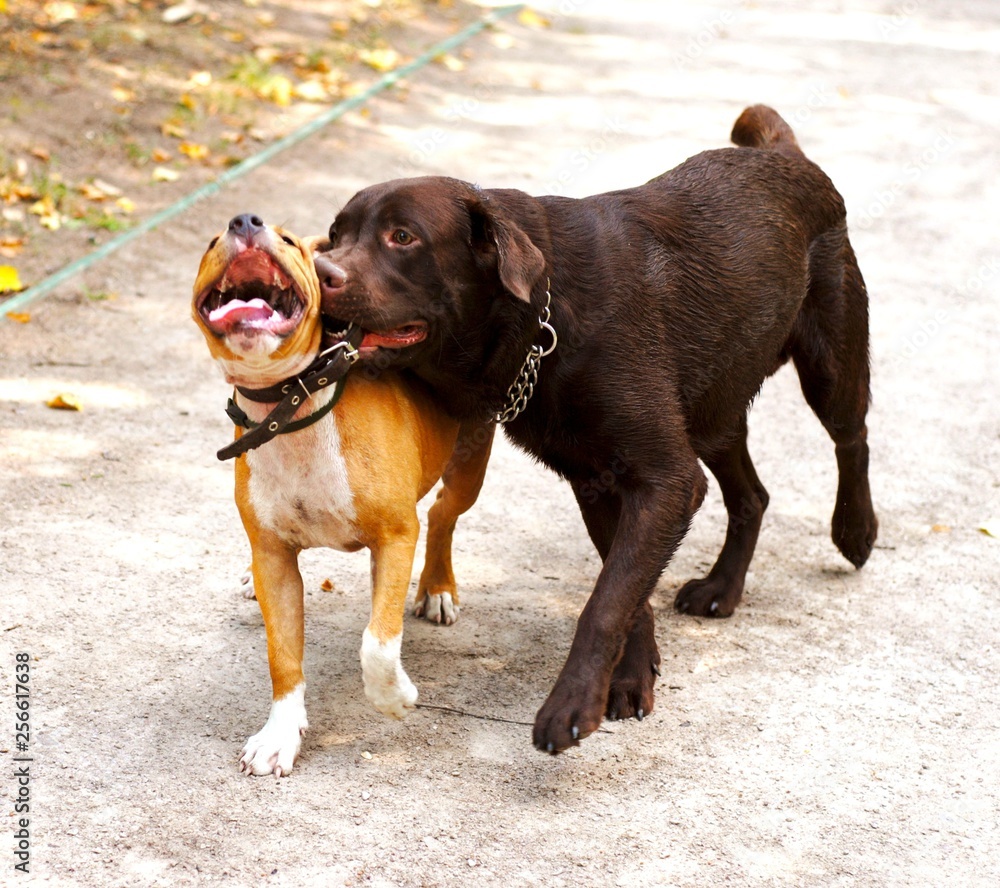 Obraz premium dog and dog