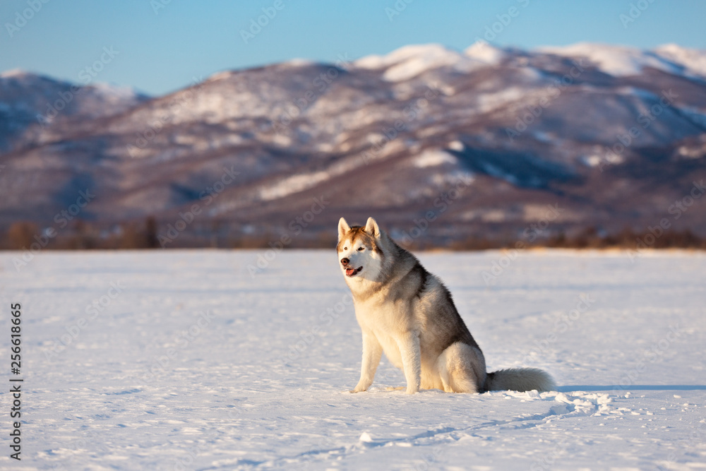 Beautiful and free siberian husky dog sitting in the snow field in winter at sunset Beautiful and free siberian husky dog sitting in the snow field in winter at sunset