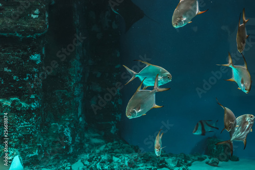 Aquarium fish swim close-up.