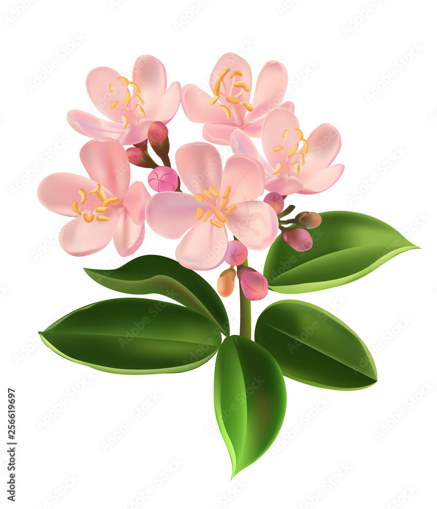 Obraz premium Centaurium erythraea flower vector illustration