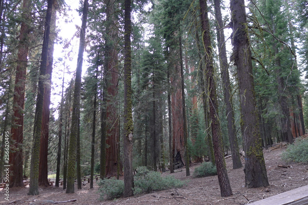 Fototapeta premium path in the forest