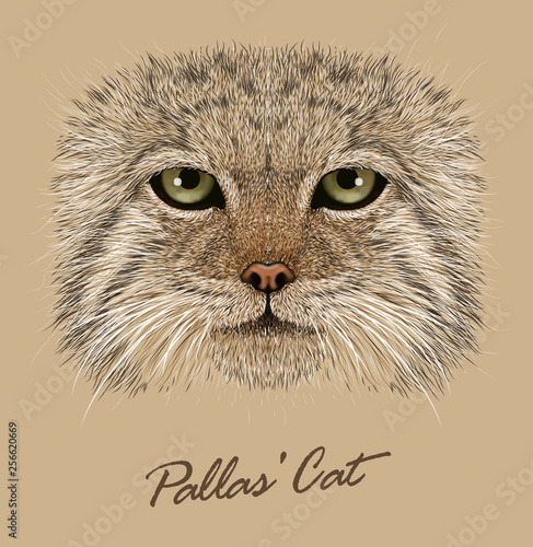 Pallas cat animal face. Vector Asian Russian mountain Manul cat head portrait. Realistic fur portrait of wild otocolobus manul cat isolated on beige background.