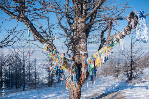 Colorful ribbons tied around shaman trees in Baikal Lake, Russia photo