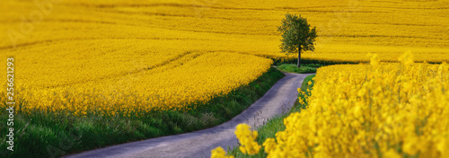 Foto away in the field - landscape - yellow rape field