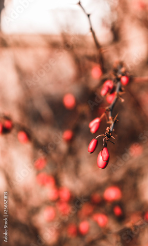 red berries on a branch