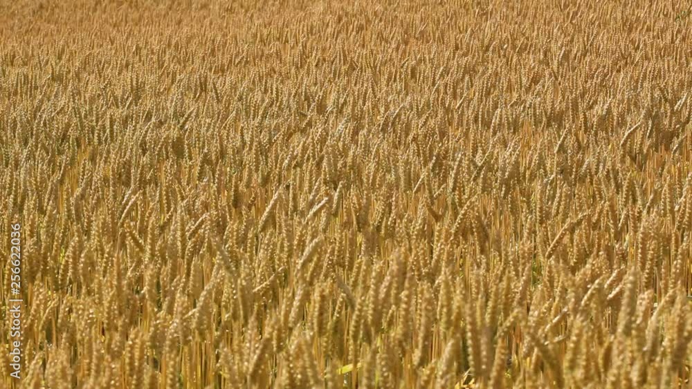 a wheat field gently shaken by the wind in a sunny day a wheat field gently shaken by the wind in a sunny day