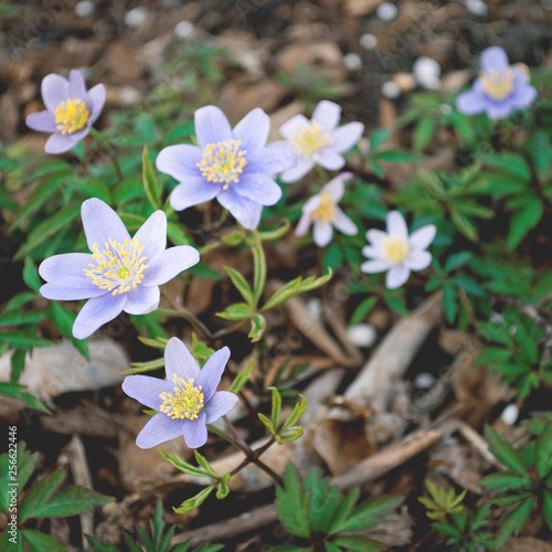 Closeup of a blooming hepatica. Spring. Square format.