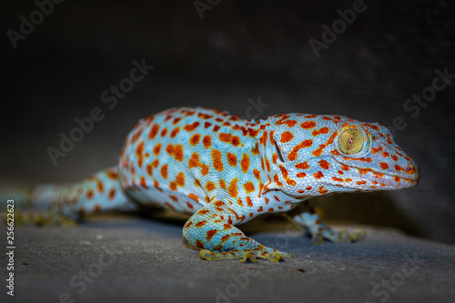 Close-up gecko images with beautiful colors
