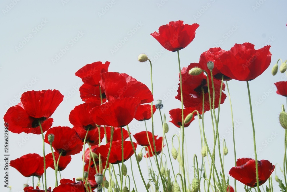 Fototapeta premium Poppies Flower Wallper oltu/arzurum/turkey