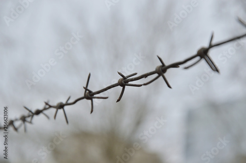 Iron rusty barbed wire on blurred gray background