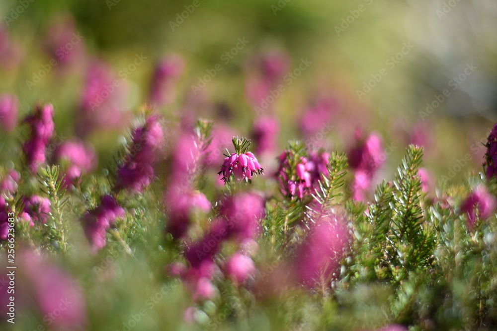 Obraz premium Schneeheide (Erica carnea)