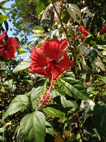 red flower tropic tropical thailand koh yao noi beautiful