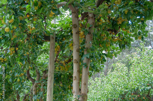 Ripe yellow nashi pears on a tree photo