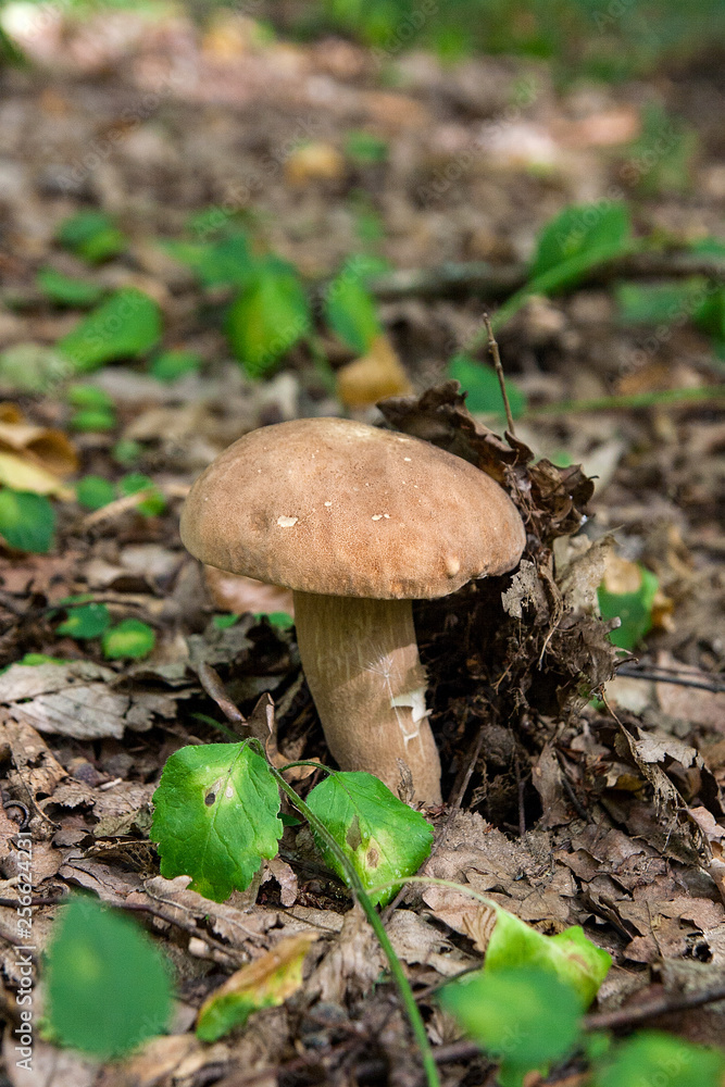 Porcini mushroom grows on the forest floor at autumn season.. Porcini mushroom grows on the forest floor at autumn season..