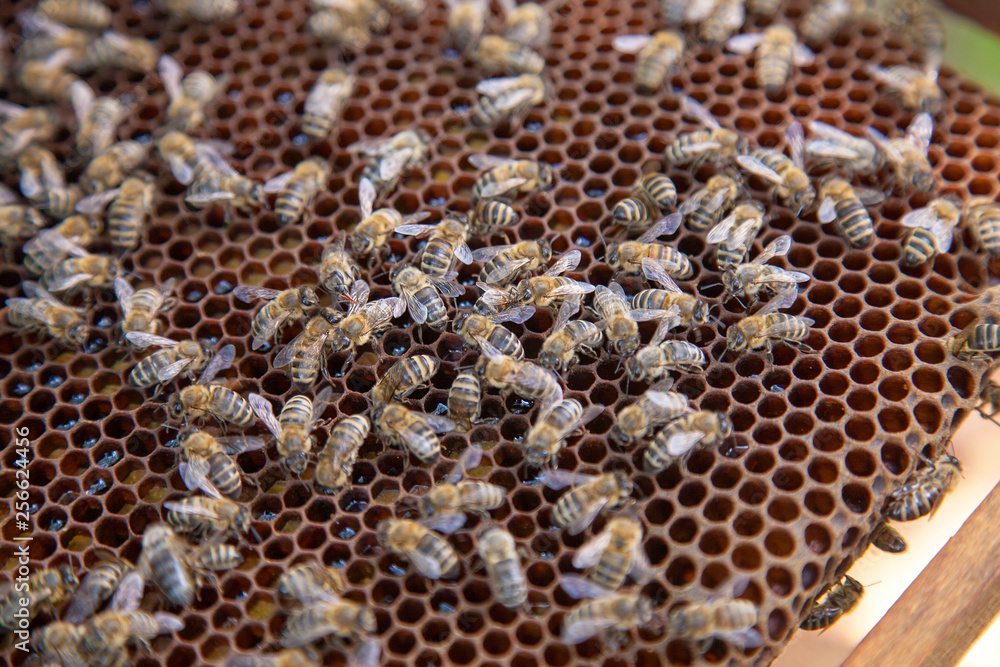 Working bees on honeycomb. Working bees on honeycomb.
