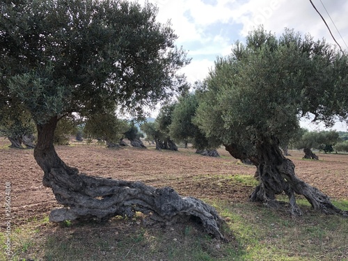 Exotische Pflanzenwelt