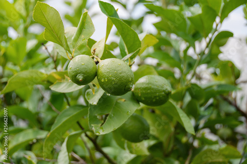 Green lemons, limes on a tree. Growing food background