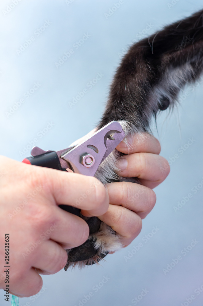 Obraz premium Veterinary cutting the nails of a greyhound in a clinic