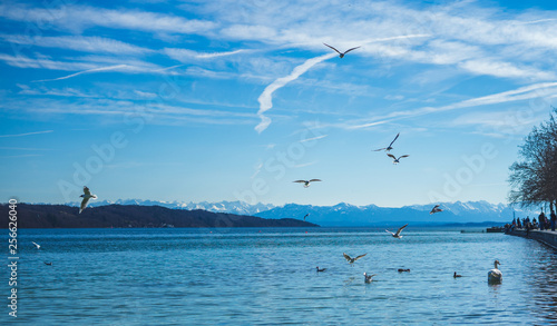 seagulls on the lake © Goeki