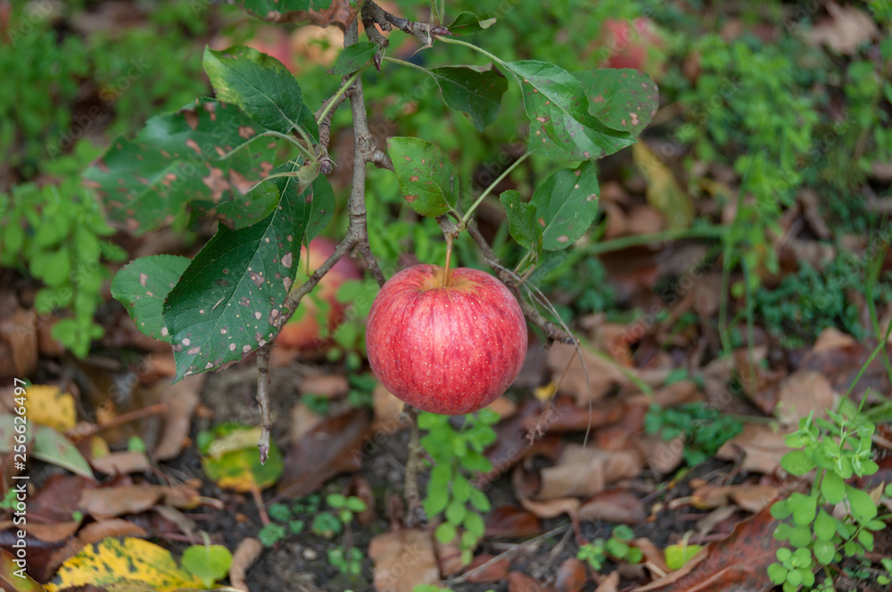 Obraz premium Close up of ripe royal gala apple hanging on a tree