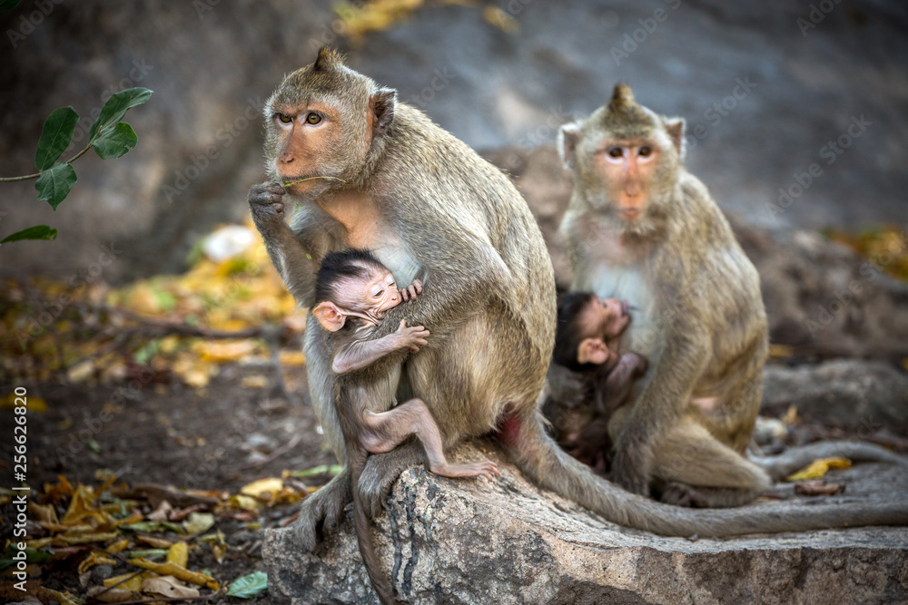 Family of monkeys in the wild. Family of monkeys in the wild.