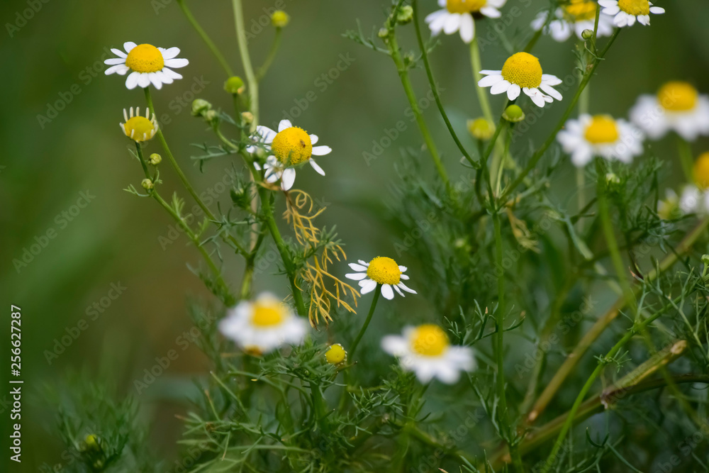 Fototapeta premium Wild flowers, La Pampa. Patagonia, Argentina
