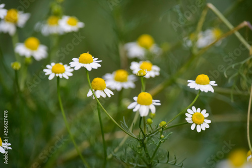 Wild flowers, La Pampa. Patagonia, Argentina