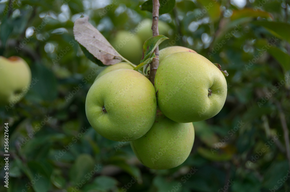 Close up of cluster of golden delicious apples Close up of cluster of golden delicious apples
