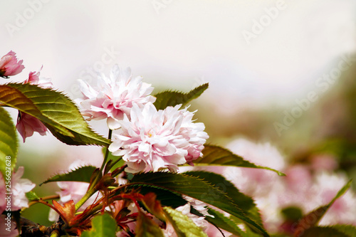 Obraz na płótnie Sakura japanese cherry blossom flower bloom in spring season w salonie