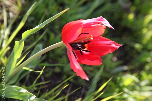 close up of red poppy flowers in a field .oltu/erzurum/turkey photo