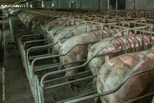 Fotografie Pigs in stables, dirty pig farm in dark environment
