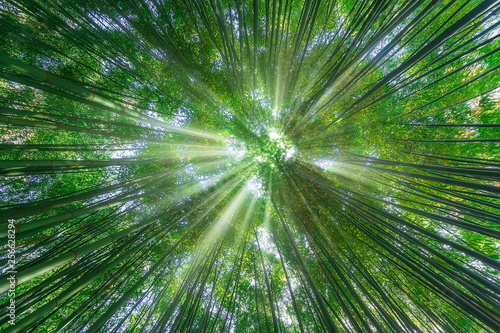 nature background of bamboo forest with sun rays